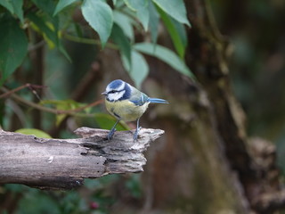 Blue tit (Cyanistes caeruleus)