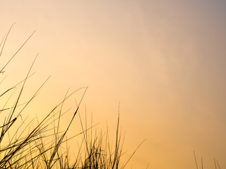 Dried blade of grass in the evening light