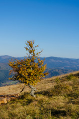 Carpathian mountains in sunny day in the autumn season