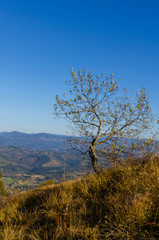 Obraz premium Carpathian mountains in sunny day in the autumn season