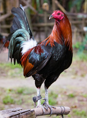 portrait of a rooster