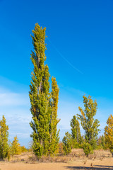 Fototapeta premium Autumn landscape - trees on the sandy shore and a beautiful blue sky in the background