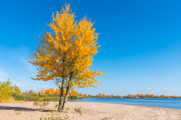 Obraz premium Autumn landscape - a lonely tree with yellow golden leaves on the sandy shore of the bay