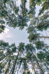Skyward view of beautiful tall forest trees