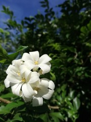 white flowers in garden