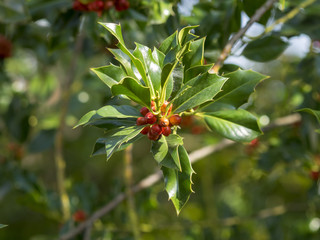 Obraz premium Rameaux de houx (Ilex aquifolium) avec ses baies ou drupes rouge vif