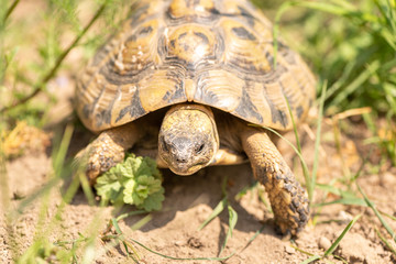 Turtle in nature
