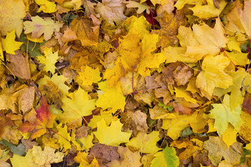 Maple leaves background