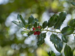 Rameaux de houx (Ilex aquifolium) avec ses baies ou drupes rouge vif