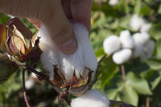 human picking a boll of ripe cotton