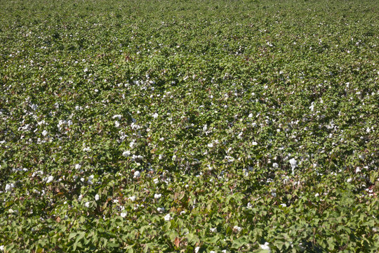 Fields on cotton ready for harvesting