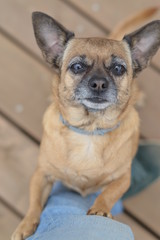 What does a dog want?