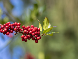 Baies rouge vif ou drupes de Houx (Ilex aquifolium)