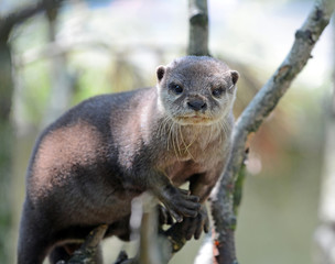 otter