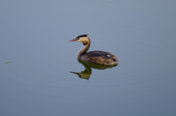 bird swimming in water
