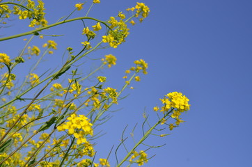 菜の花