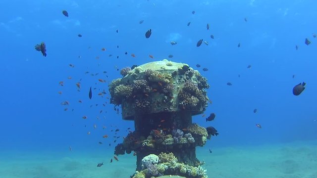 Underwater tropical coral landscape scene with shoals of fish and corals on industrial pipeline inlet in sandy seabed lagoon