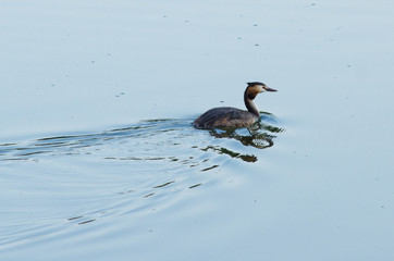 bird swimming in water