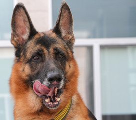 German Shepherd Dogis waiting