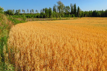 Ripe ears of oat and oat field last days before harvesting.
