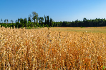 Ripe ears of oat and oat field last days before harvesting.