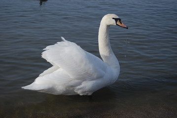 Swan near the sea