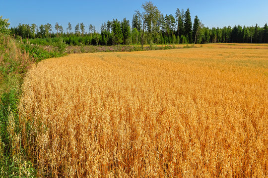 Ripe ears of oat and oat field last days before harvesting.