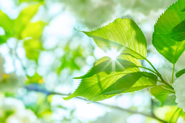 新緑の葉