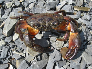 crab on land