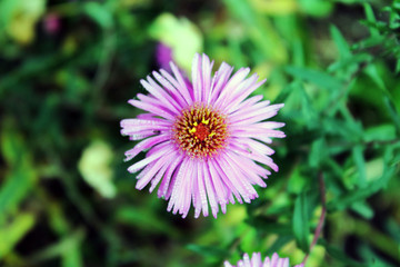 Obraz premium flower in the garden