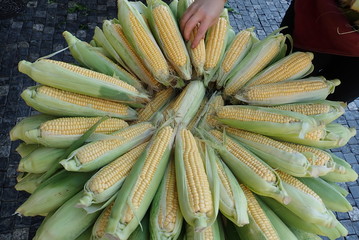 round pile of ripe corn at the market