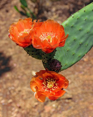 Bright red flower of blooming Opuntia cactus (prickly pears).