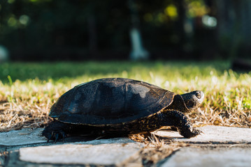 Fototapeta premium Turtle walking on grass. Wild turtle outdoors in Park.