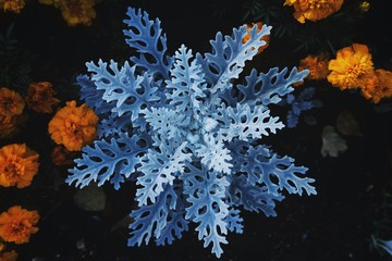 Fototapeta na wymiar snowflake flower or plant on a black background