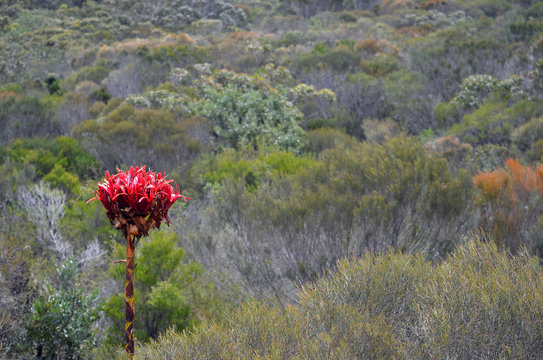 Fototapeta Australian native giant Gymea Lily flower spike, Doryanthes excelsa, surrounded by woodland at Wattamolla in the Royal National Park. Also known as the Flame Lily or Spear Lily. 