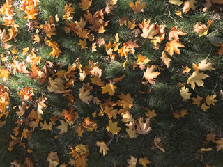 Yellow leaves on green grass