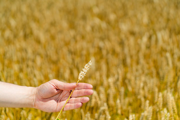 Fototapeta na wymiar Wheat ears in the hand. Harvest concept. Agricultural wheat field.