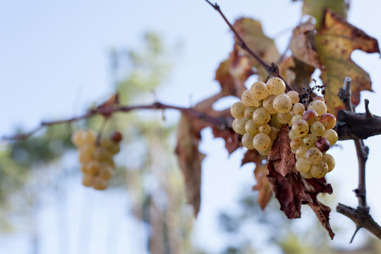 Uva Albari&ntilde;o
