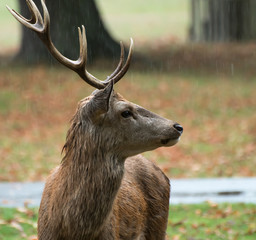 Young red deer stag staying alert during heavy rain in the rutting season