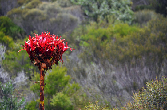 Australian native giant Gymea Lily flower spike, Doryanthes excelsa, surrounded by woodland at Wattamolla in the Royal National Park. Also known as the Flame Lily or Spear Lily. 