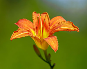 Close-up of flowers of blooming Day-lily (Hemerocallis flower, Hemerocallis fulva) in the sunny day.