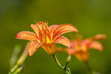 Close-up of flowers of blooming Day-lily (Hemerocallis flower, Hemerocallis fulva) in the sunny day.