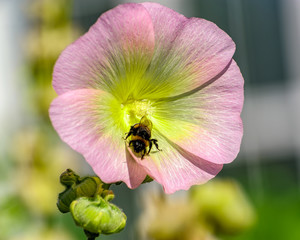 Honey bee collect nectar from the pale yellow and pink flower of blooming Common Hollyhock (Alcea Rosea).