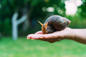 Snail on the palm of a woman. Giant African snail, Achatina fulica. © Vadim