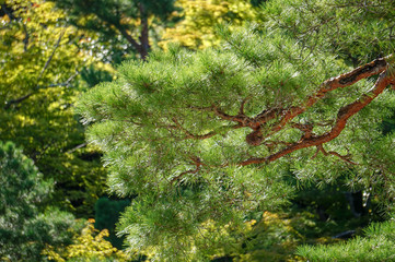 Japanese evergreen tree branch