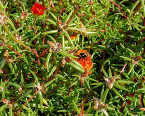 Honey bee collect nectar from the white flower of blooming Vine-leaved Kitaibelia (Kitaibelia vitifolia).