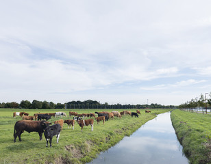 herd of cows and calves in green grassy meadow reflected in water of dutch canal near Houten and Utrecht