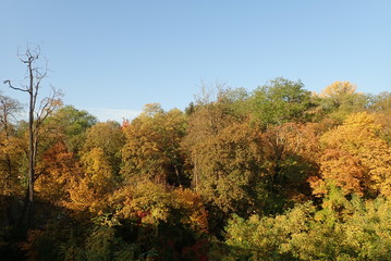 autumn forest vith vivid colors