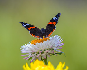 Red admiral butterfly on the yellow flower.