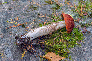 Red-capped scaber stalks edible mushroom (Leccinum aurantiacum) in the forest.